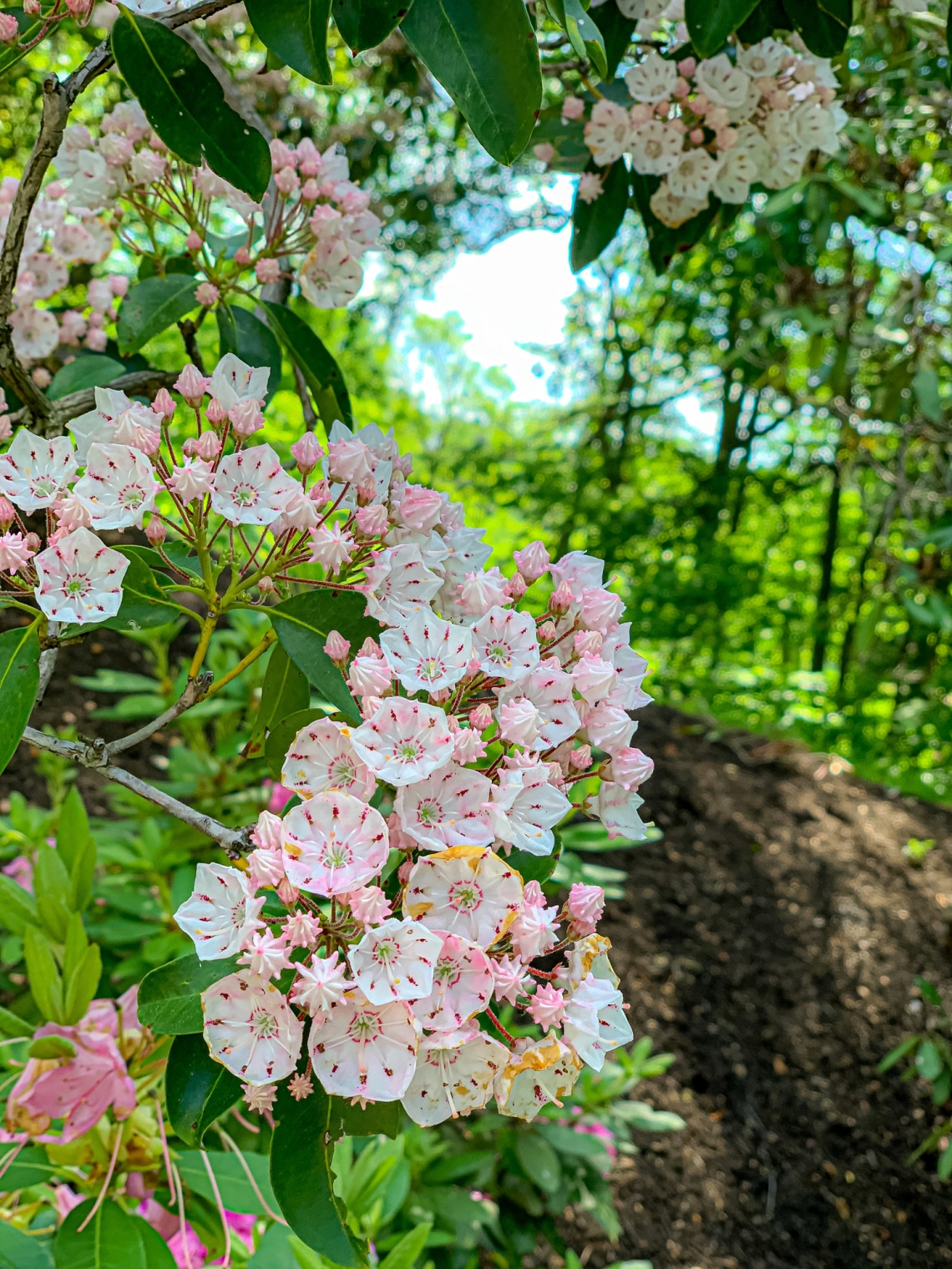Hegyi babér (Kalmia latifolia)