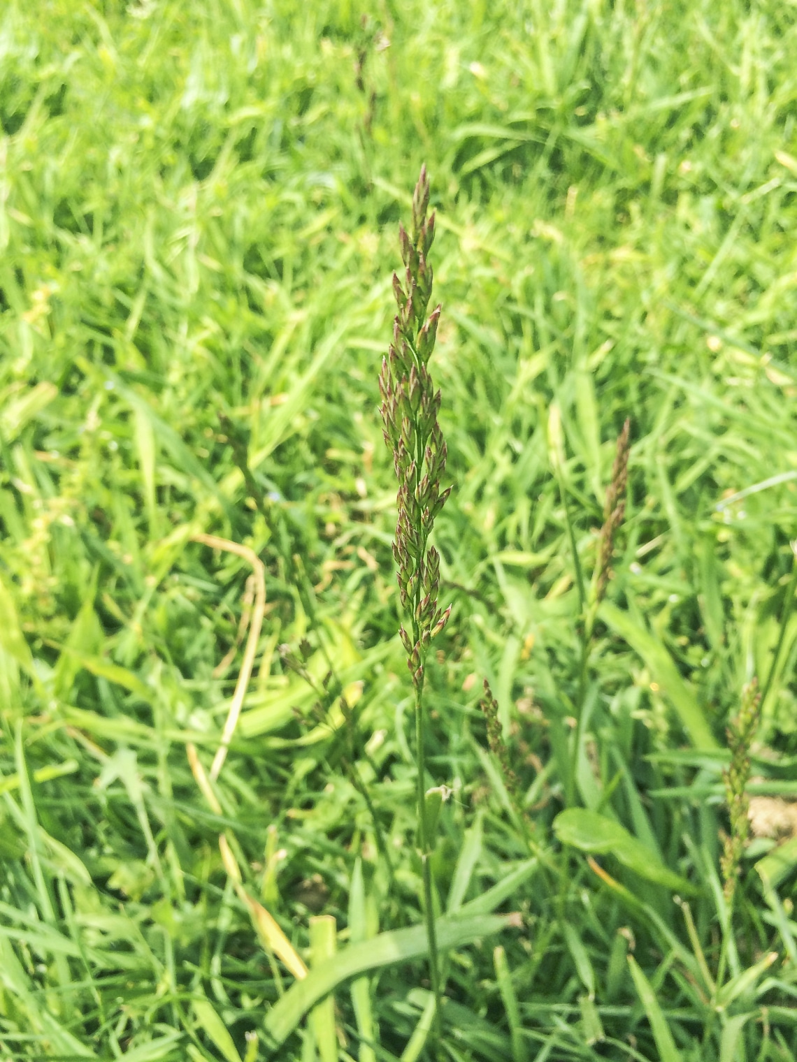 Csüngő bambusz (Agrostis stolonifera)