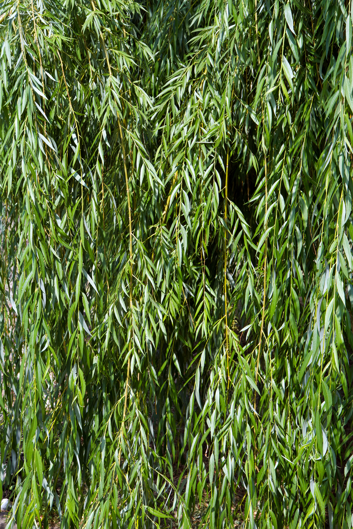 Fűzfa (Salix)