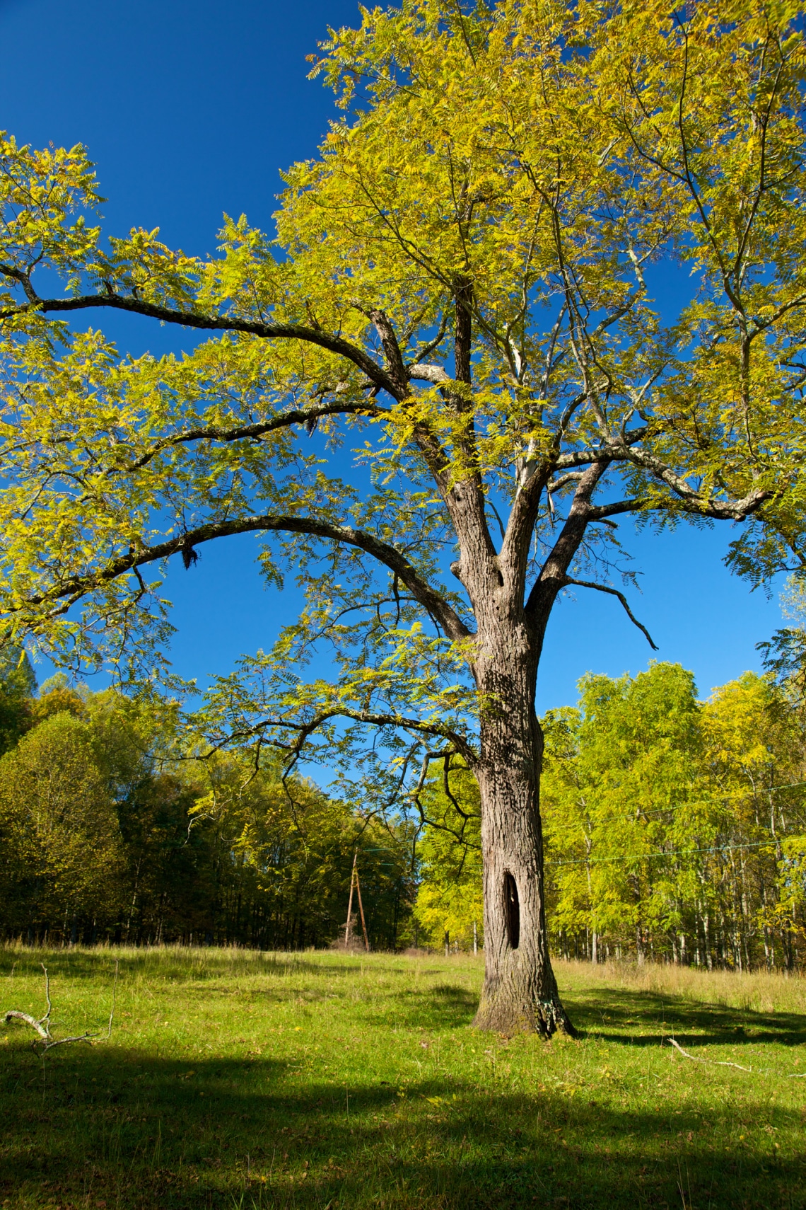 Fekete dió (Juglans nigra)