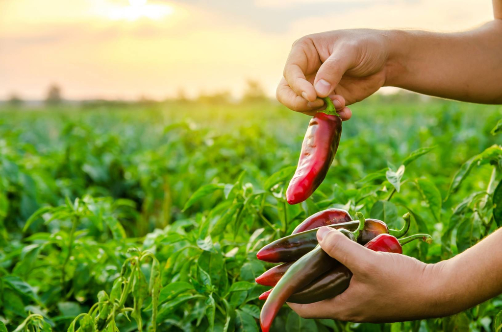Így készülj fel a kánikulára a fűszerpaprika termesztése során