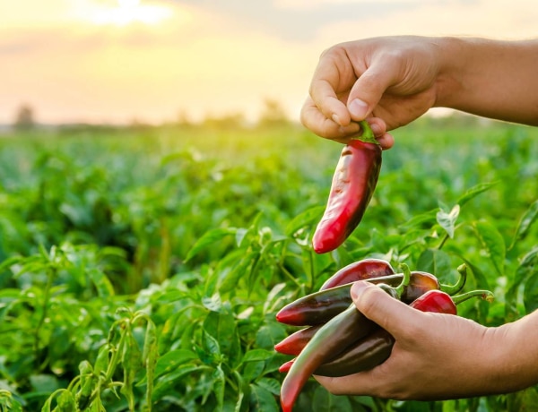 Így készülj fel a kánikulára a fűszerpaprika termesztése során