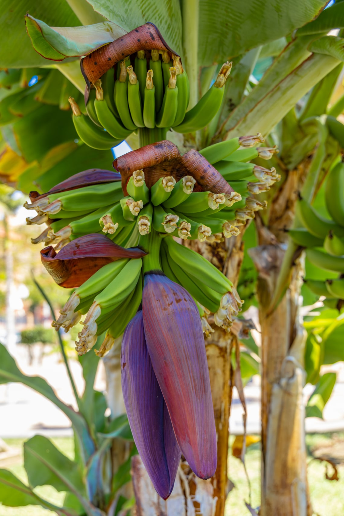 Banán