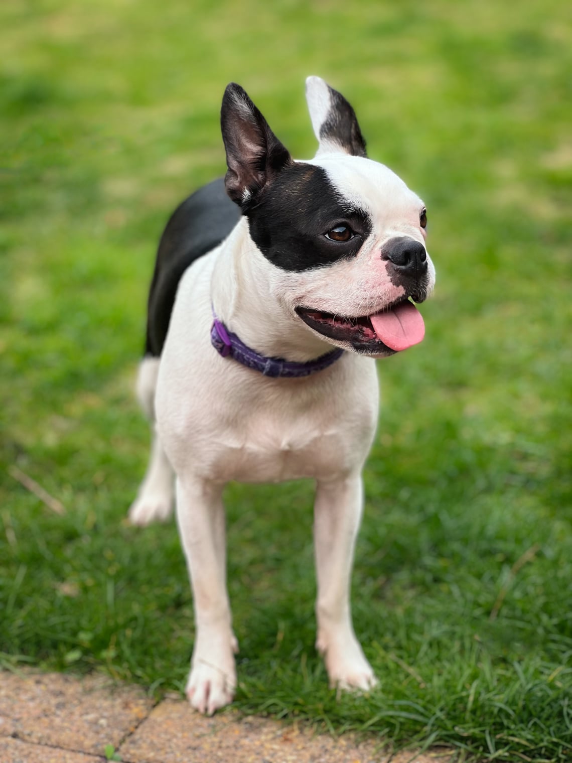 Boston terrier