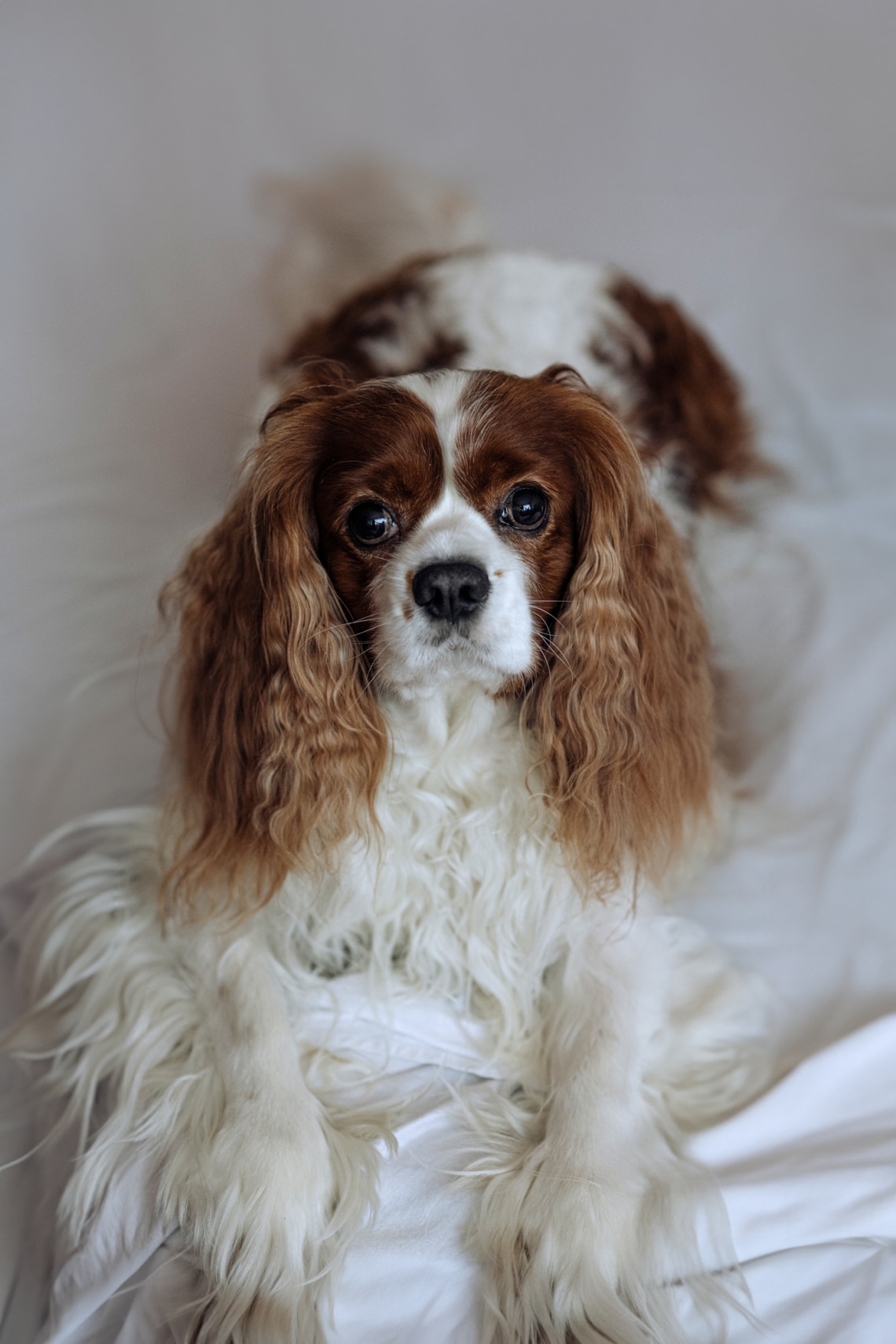 Cavalier King Charles spániel