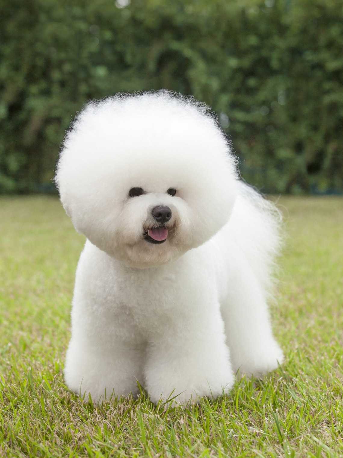 Bichon frise