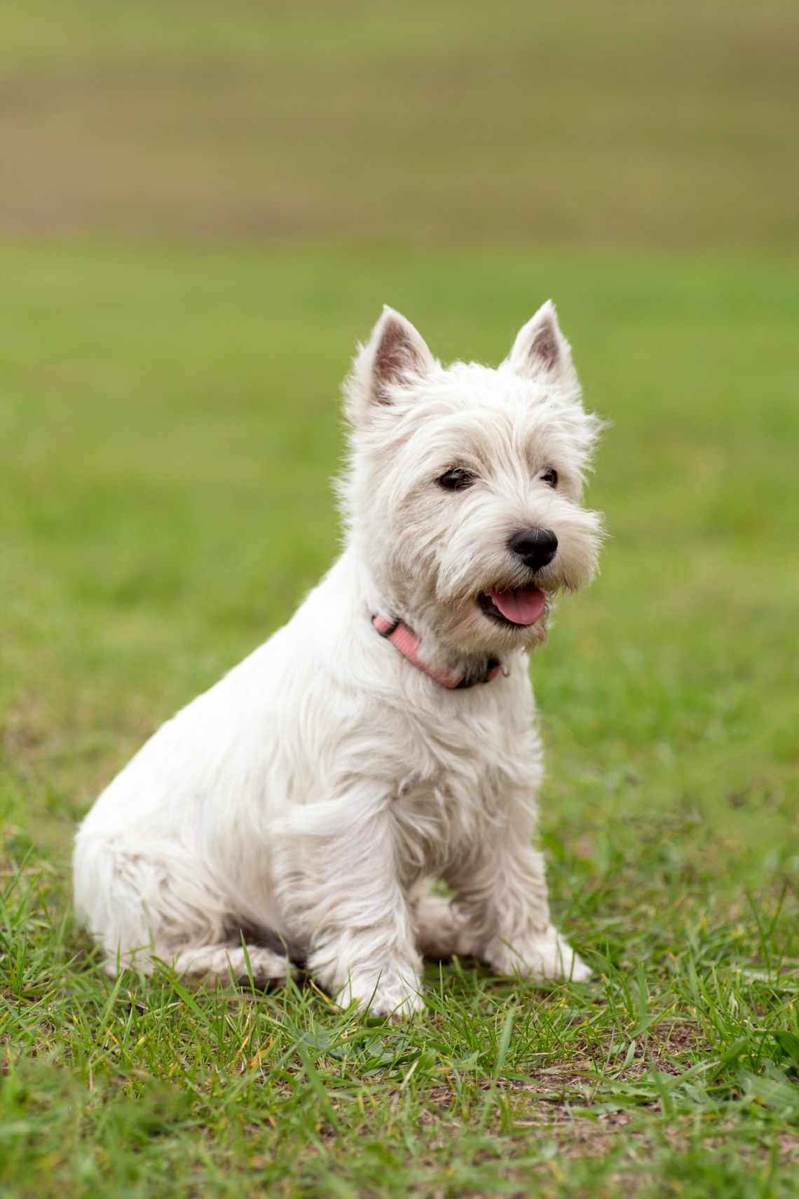 West Highland White Terrier
