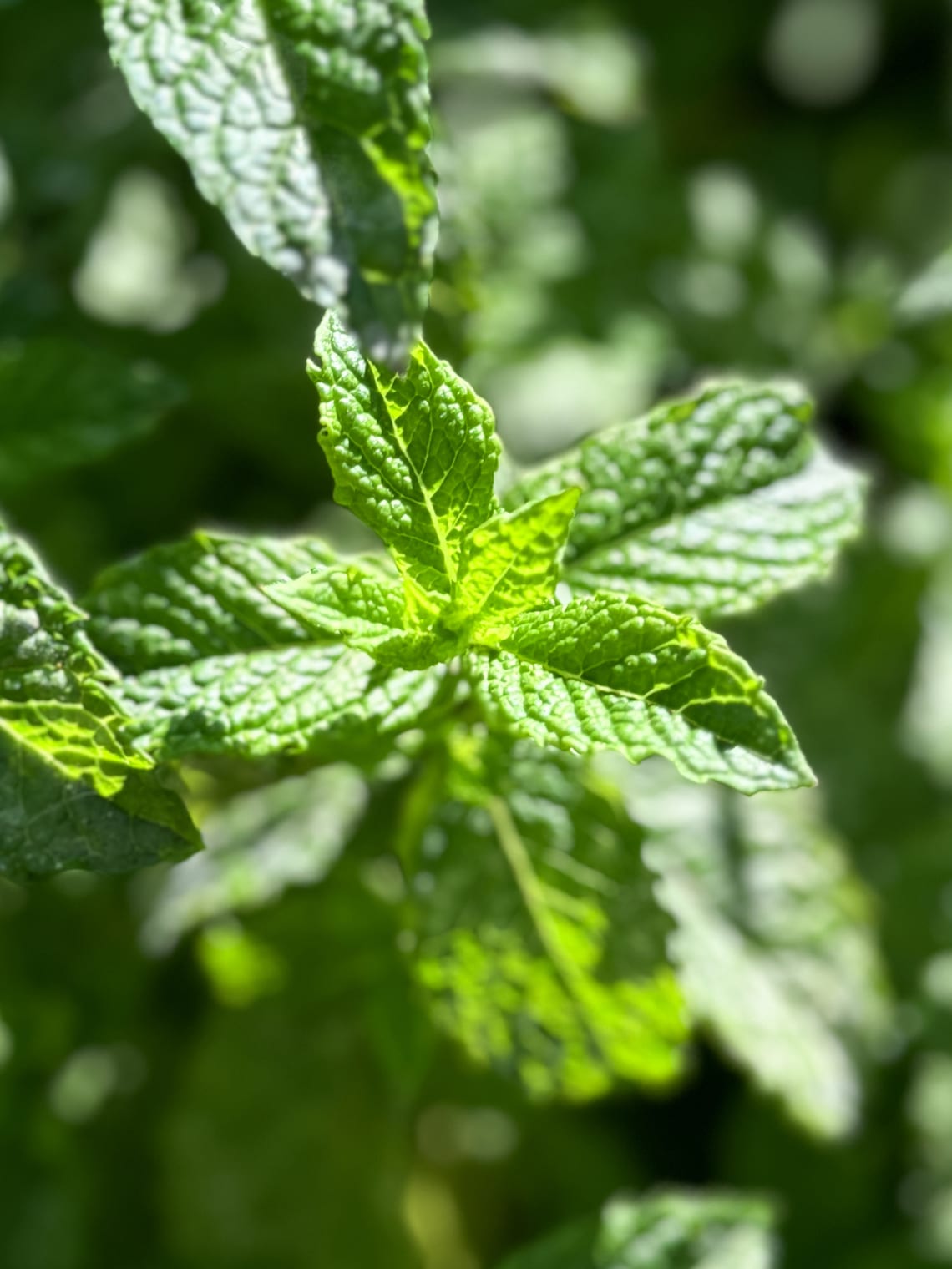 Menta