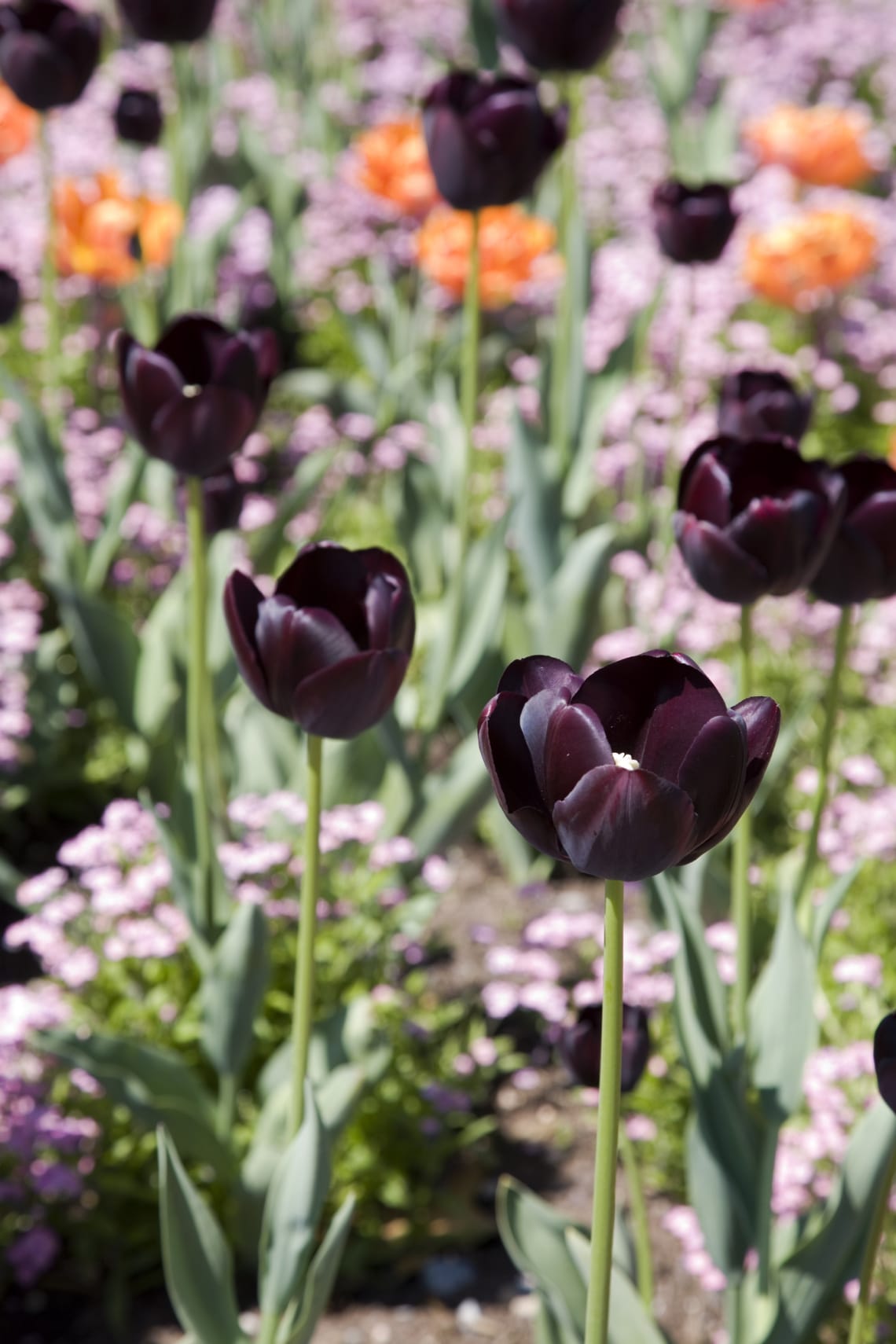 Fekete tulipán