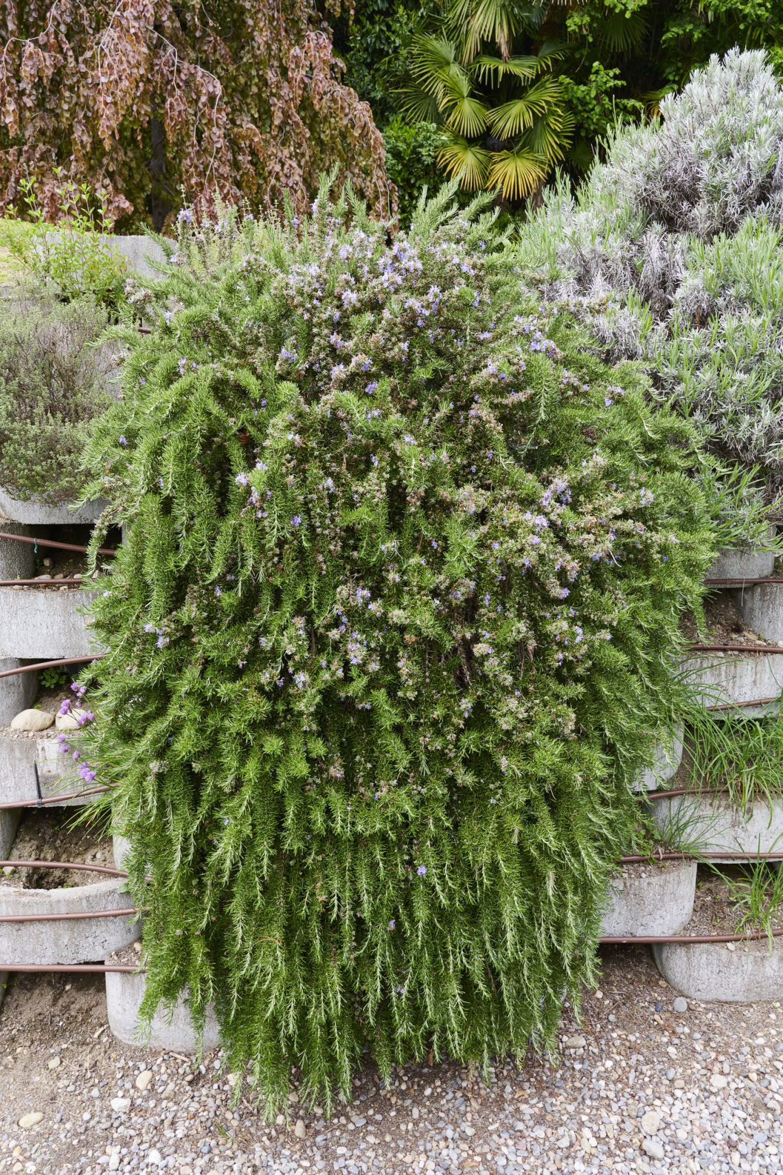 Rozmaring (Rosmarinus officinalis)