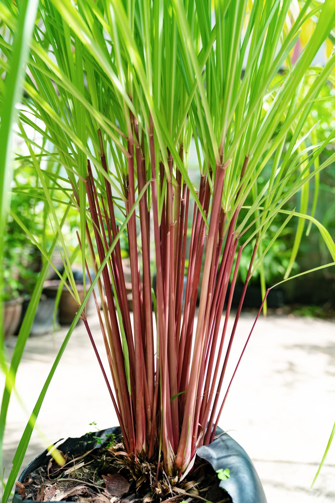 Citronella fű (Cymbopogon nardus)