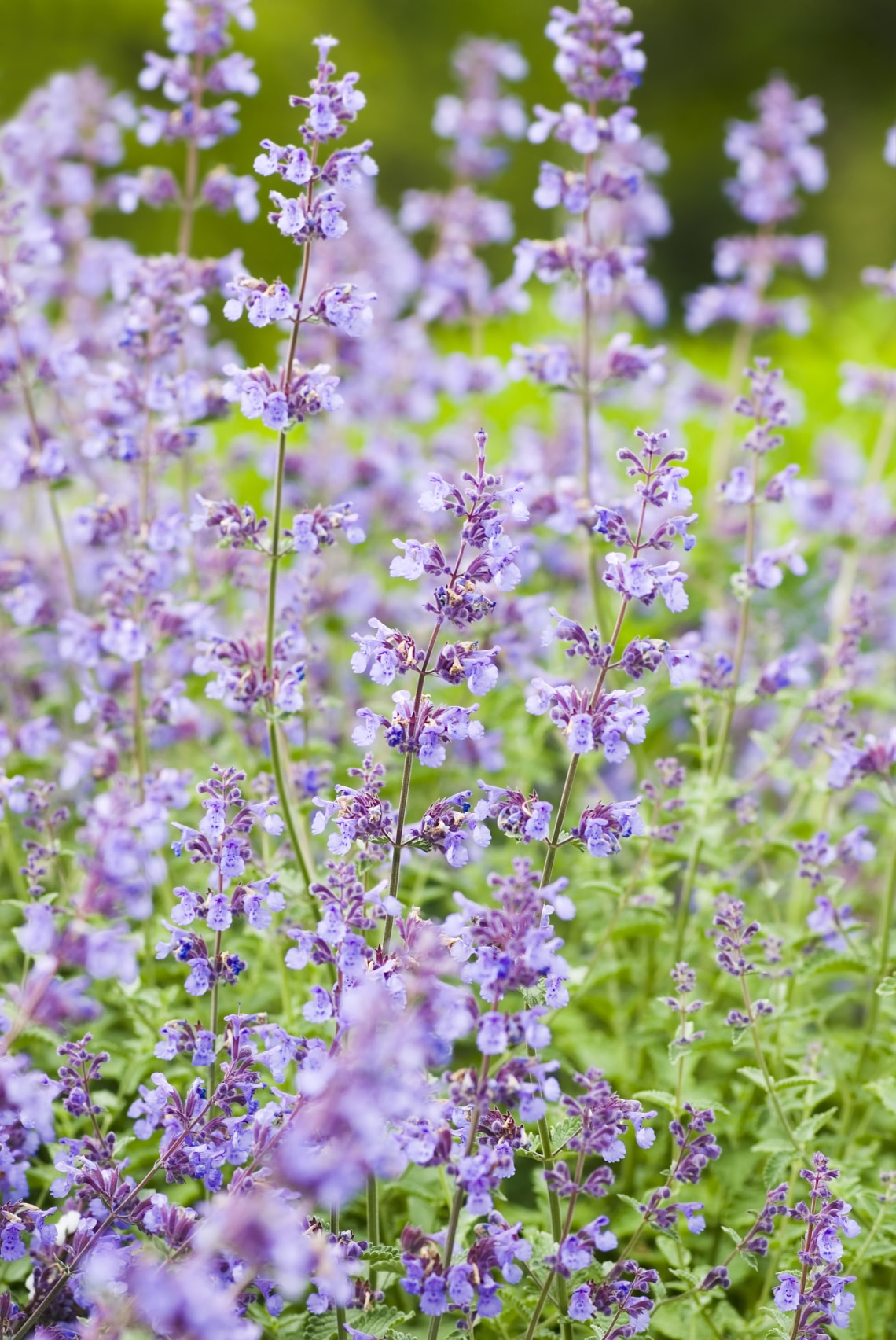 Macskamenta (Nepeta cataria)