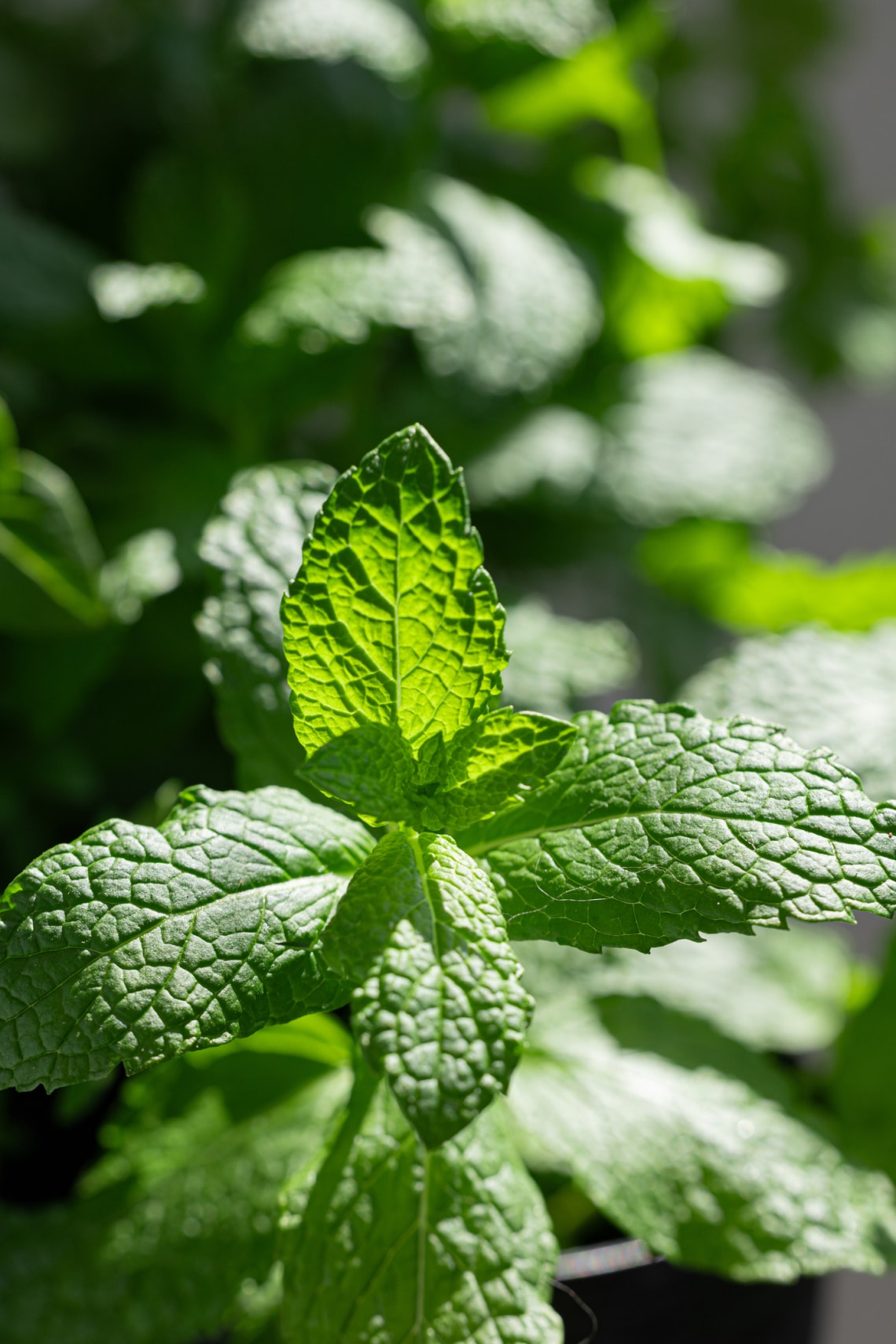 Menta (Mentha spp.)