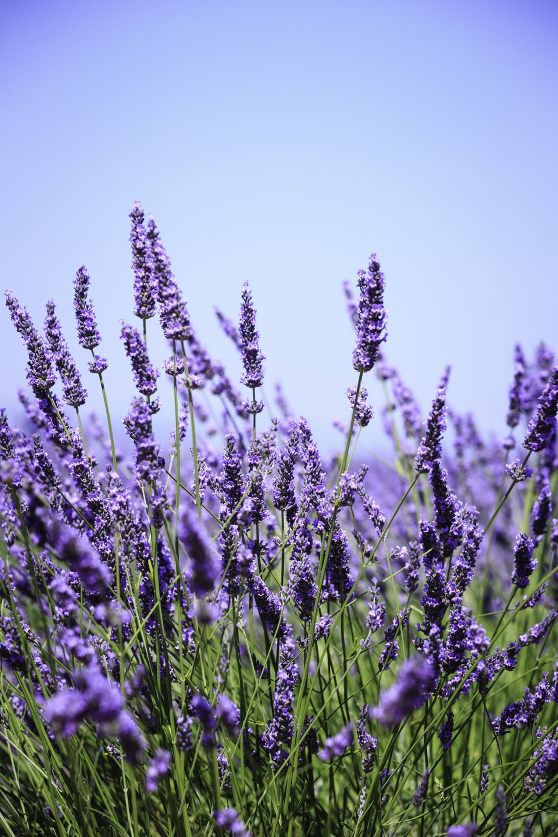 Levendula (Lavandula spp.)