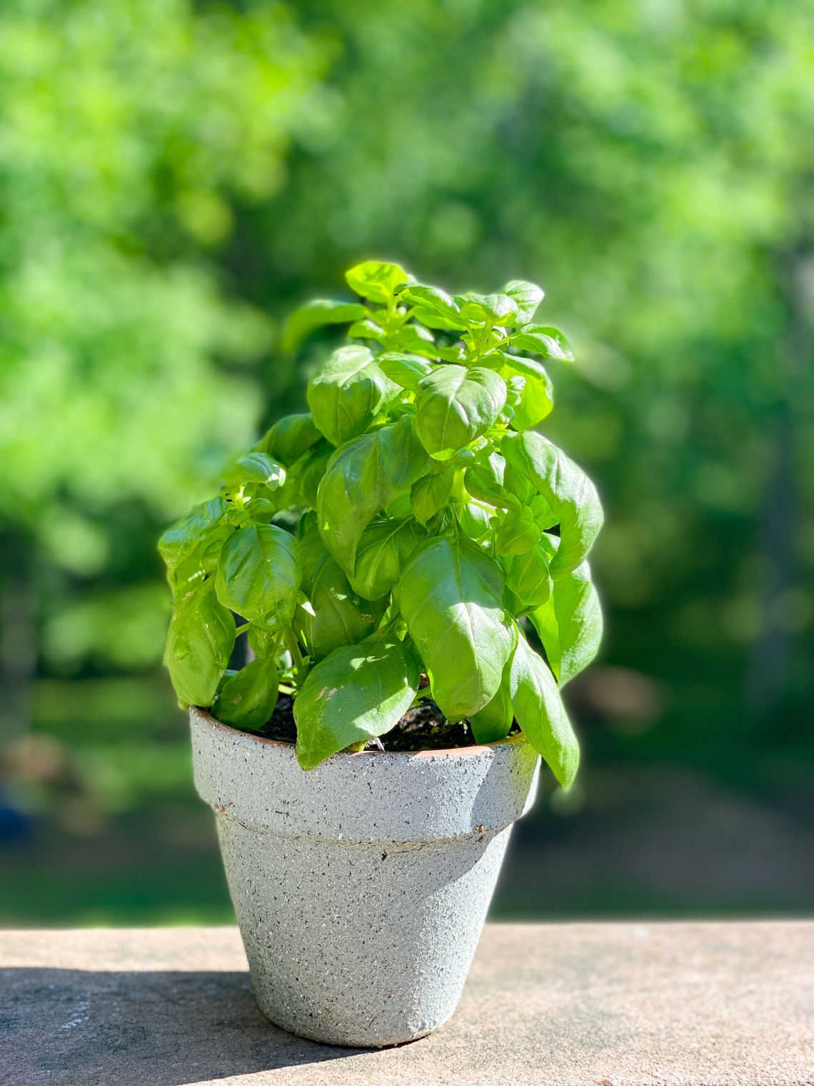 Bazsalikom (Ocimum basilicum)