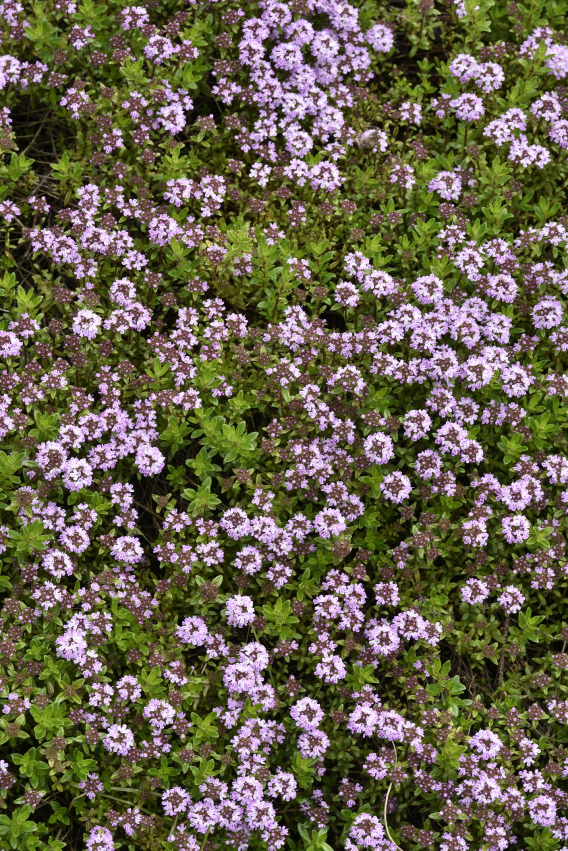 Kúszó kakukkfű (Thymus serpyllum)