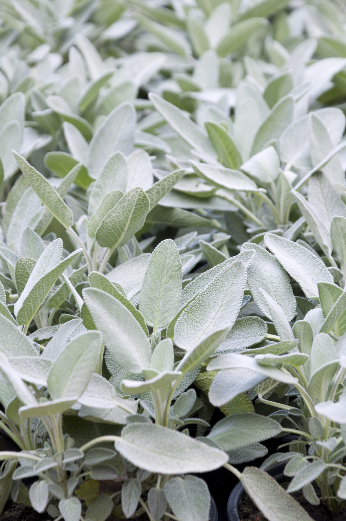 Zsálya (Salvia spp.)
