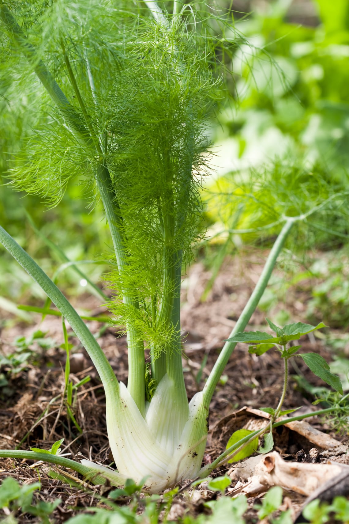 Édeskömény (Foeniculum vulgare)