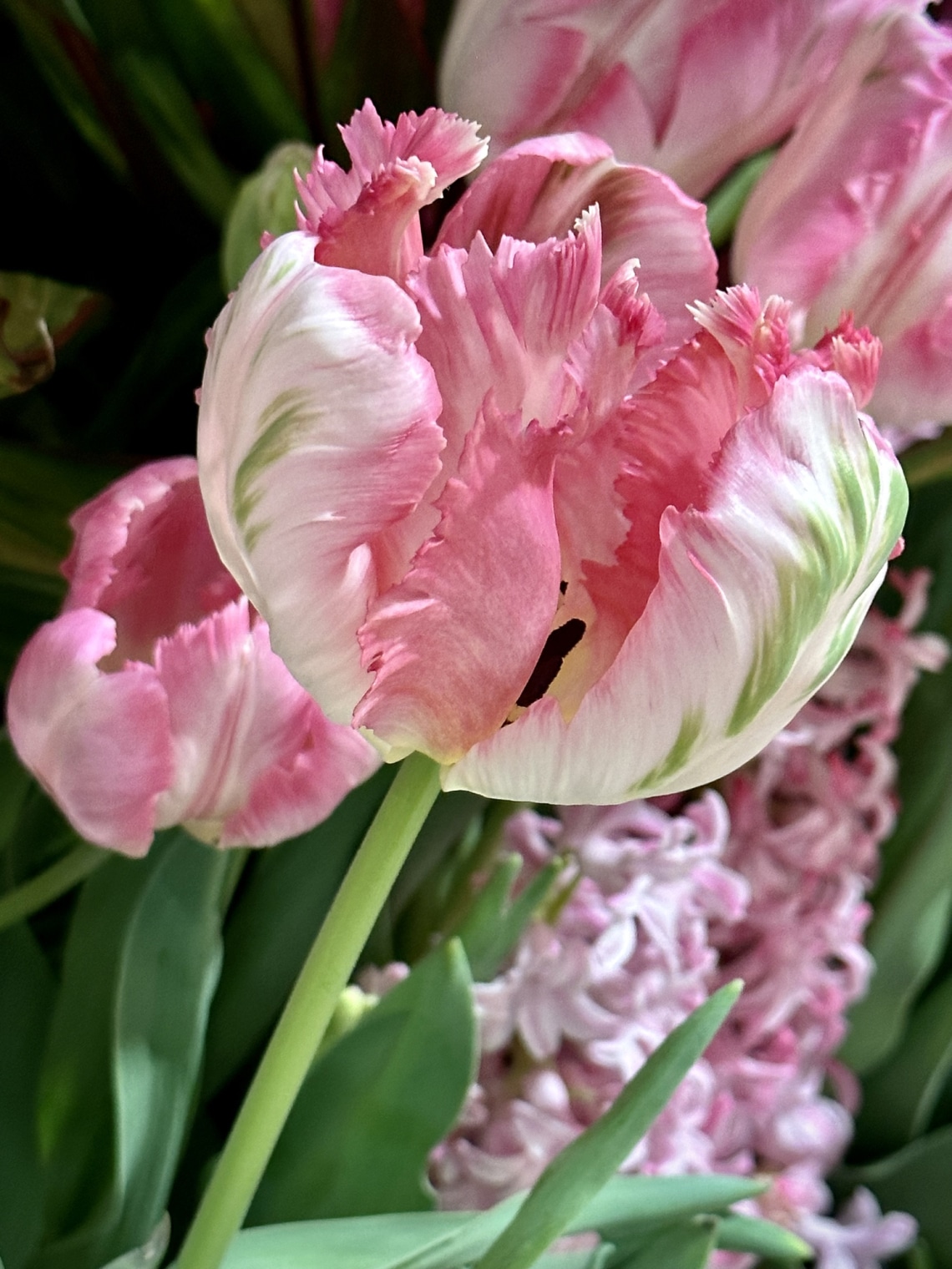 Papagájtulipán