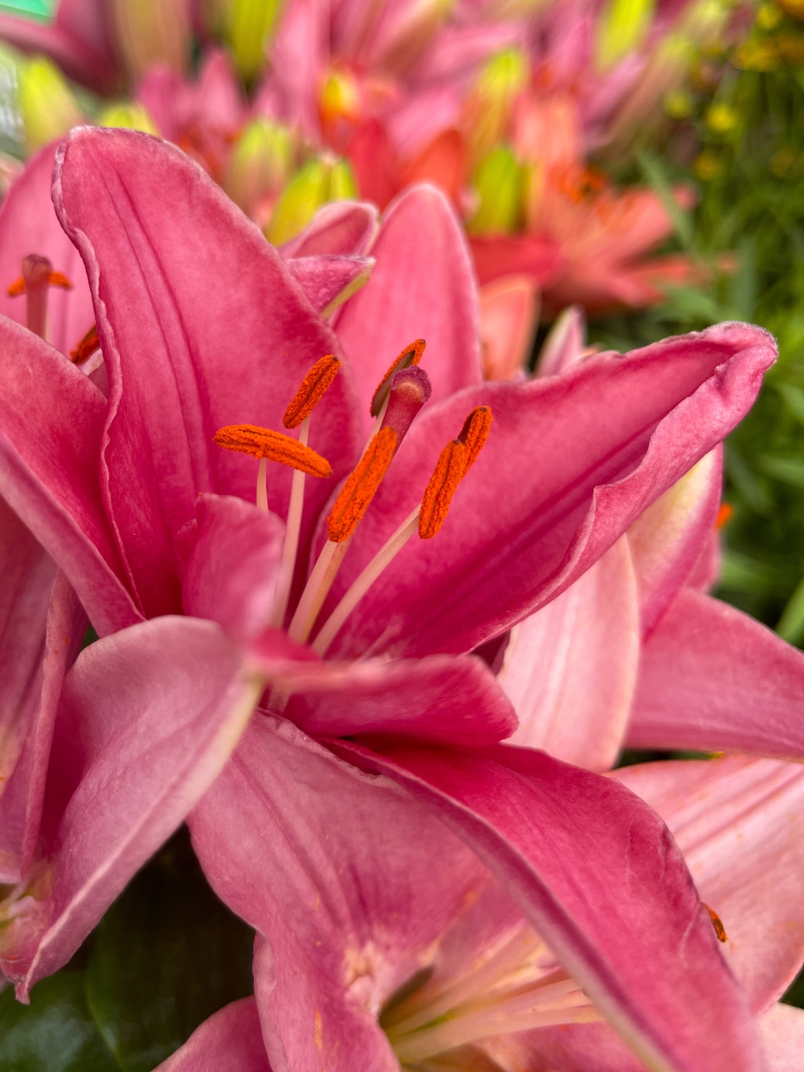 Pink liliom