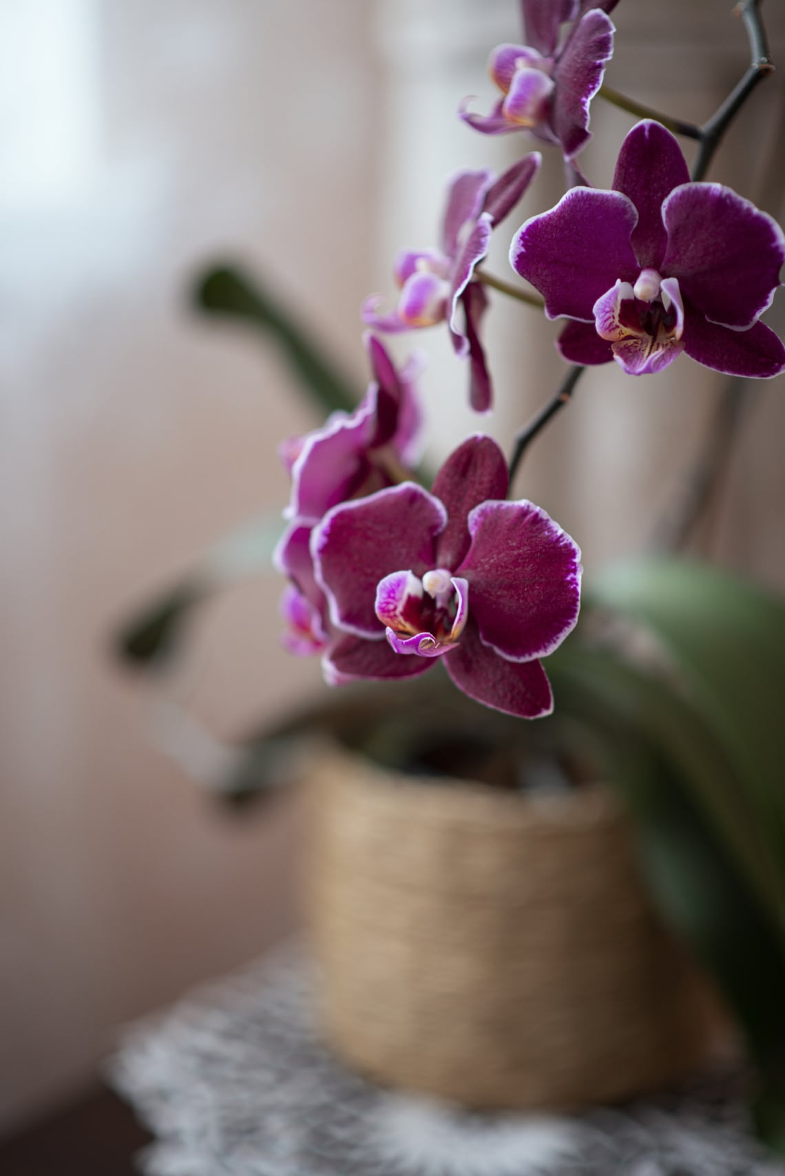Orchidea