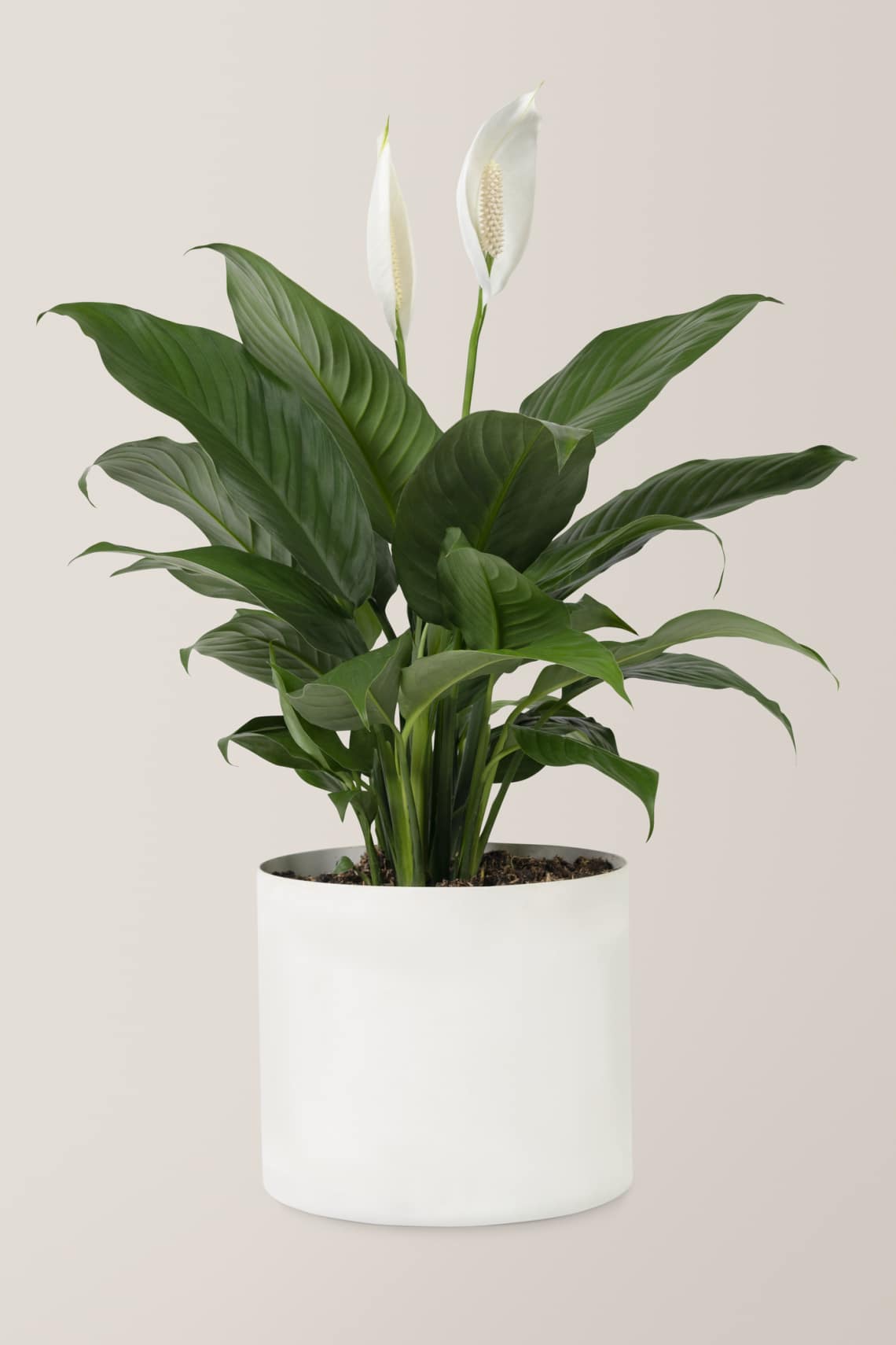 Vitorlavirág (Spathiphyllum)