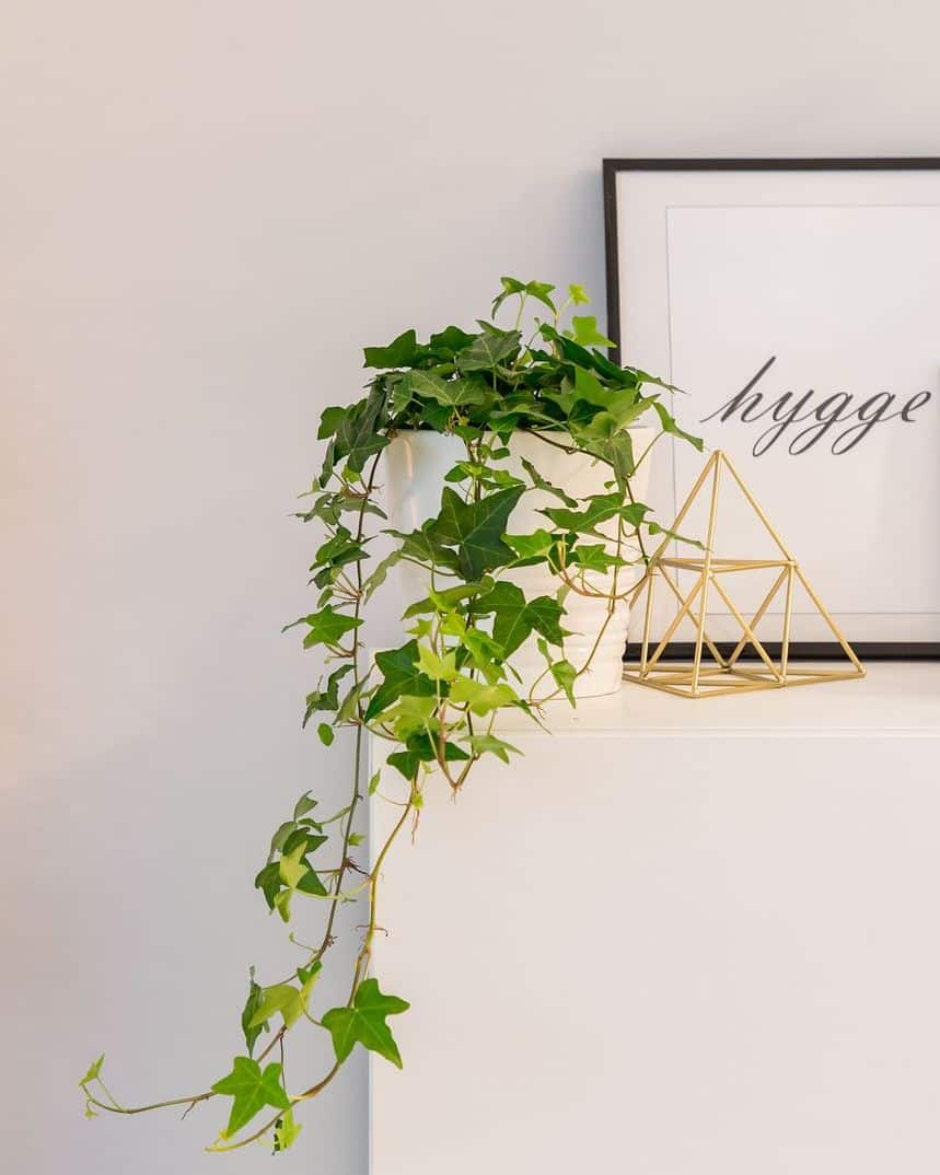 Közönséges borostyán (Hedera helix)