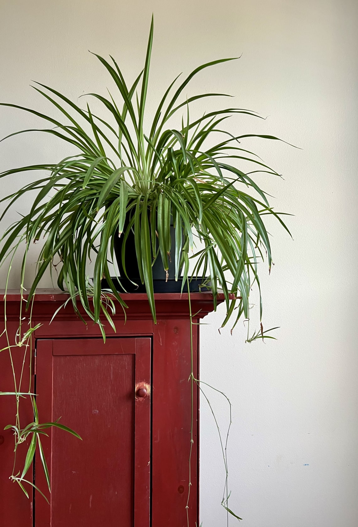 Zöldike (Chlorophytum comosum)