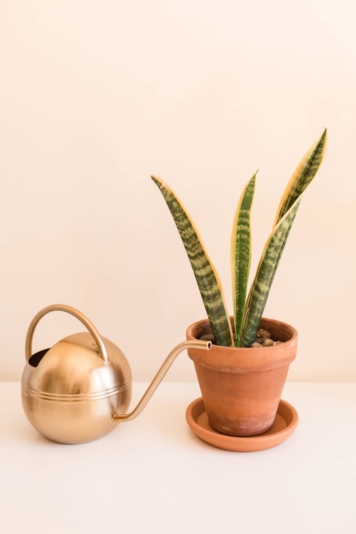 Szobai szanszeviéria (Dracaena trifasciata)