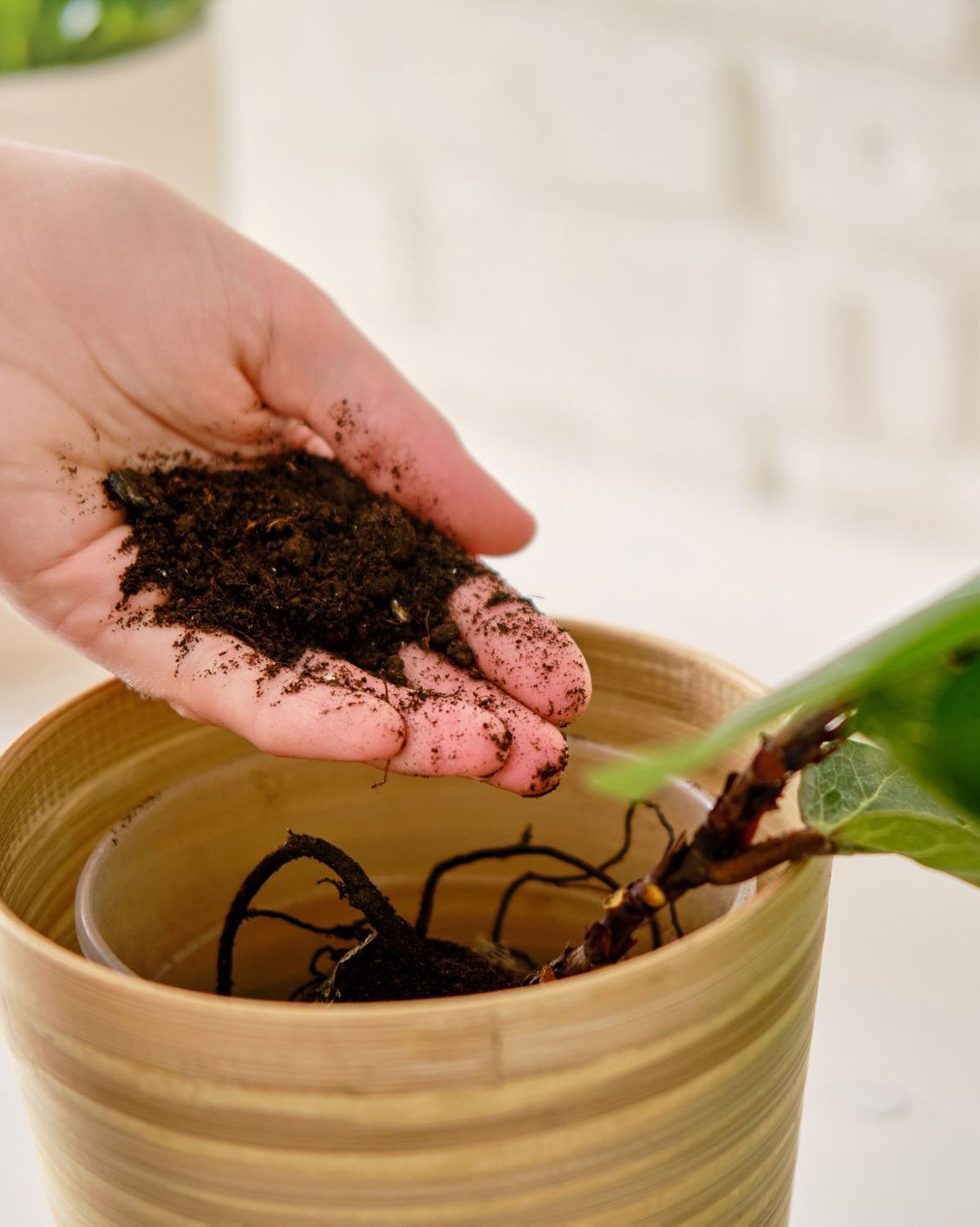 A kávé használatának előnyei