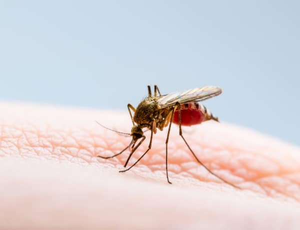 Miért csípnek meg jobban a szúnyogok egyeseket? Itt a válasz!