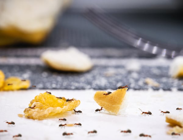 Házi hangyairtó szerek, amik tényleg működnek