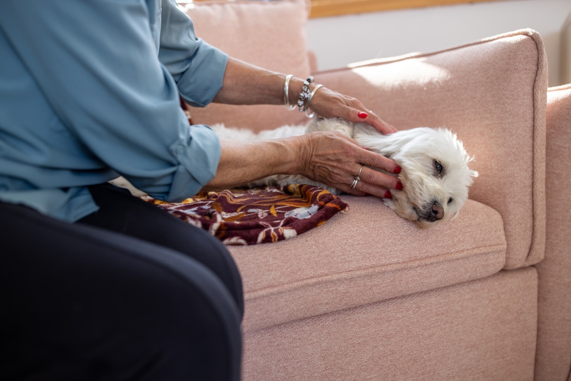 A 10 legideálisabb kutyafajta idősebbek számára