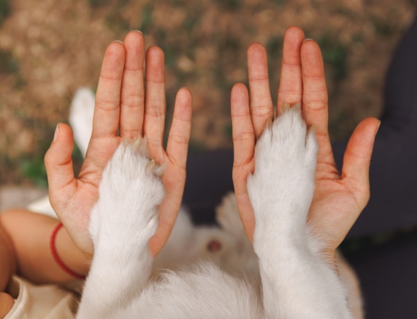 „Utánam ugrott a medencébe” Hős háziállatok, akik megmentették a gazdájukat