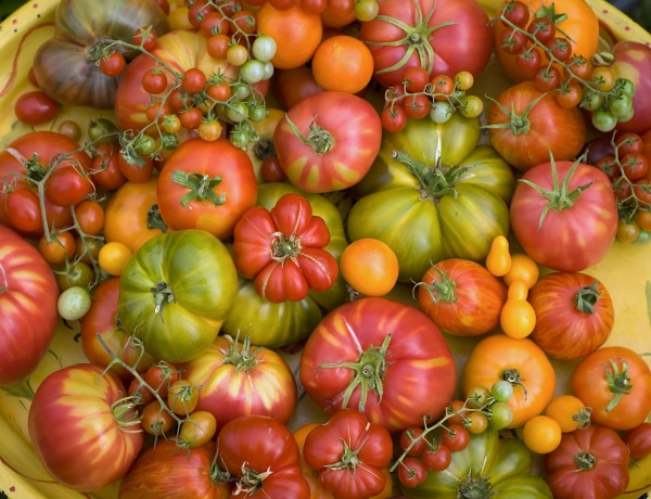 7 gyümölcs és zöldség, amire rá sem ismernél: nagyon másként festettek régen 