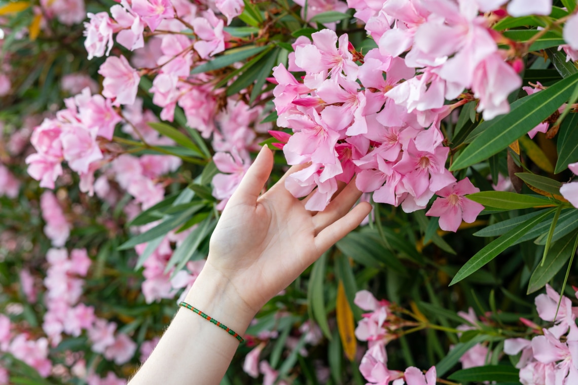 Miért sárgul a leander levele? Így gondozd a leandert, hogy egész nyáron elhalmozzon csodás virágaival