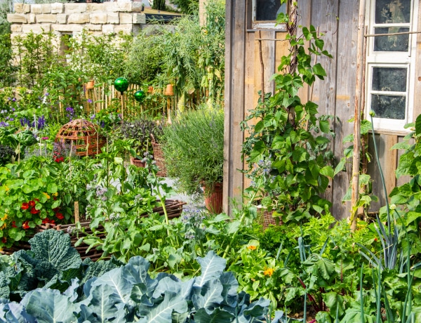 A legjobb csigaűző növények, amikkel megvédheted a veteményest