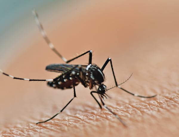 Újabb veszélyes szúnyogfajok jelentek meg hazánkban