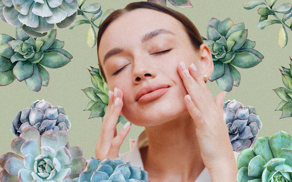 Ne csupán gyönyörködj benne a kertben, használd is! A kövirózsa egészségre gyakorolt áldásos hatásai