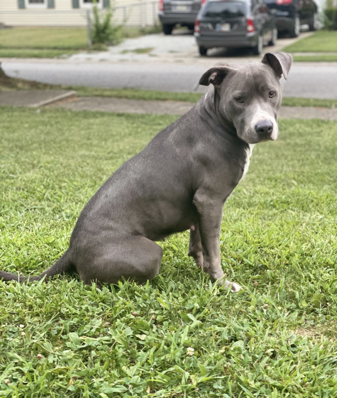A bátor pitbull