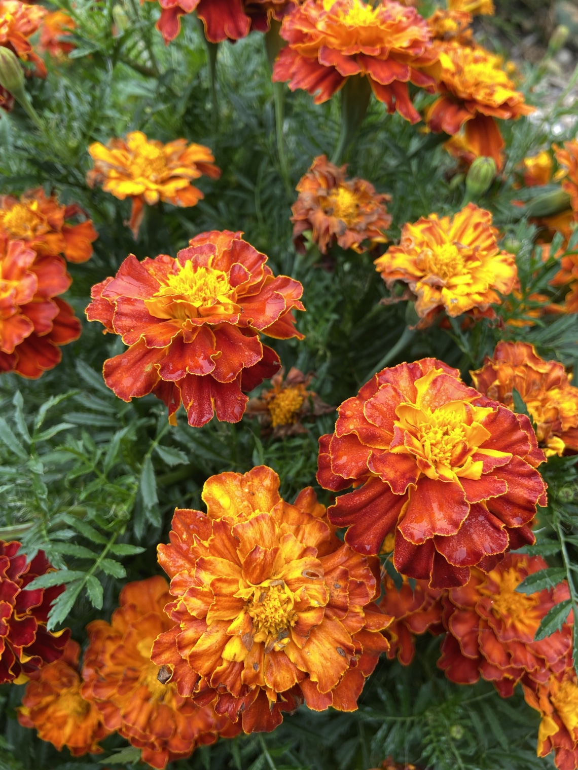 Bársonyvirág/büdöske (Tagetes)