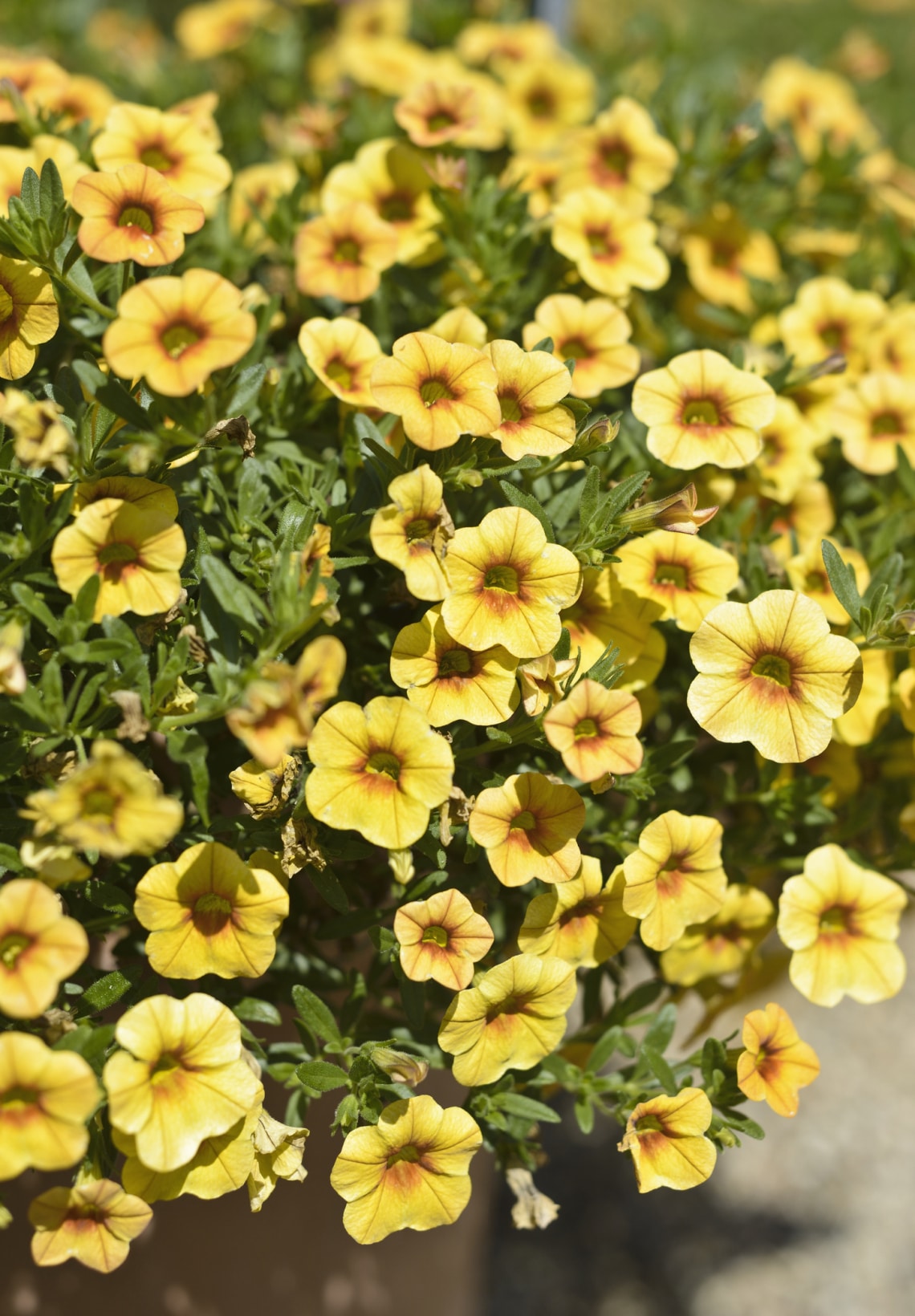 Dúsvirágú petúnia (Calibrachoa x hybrida)