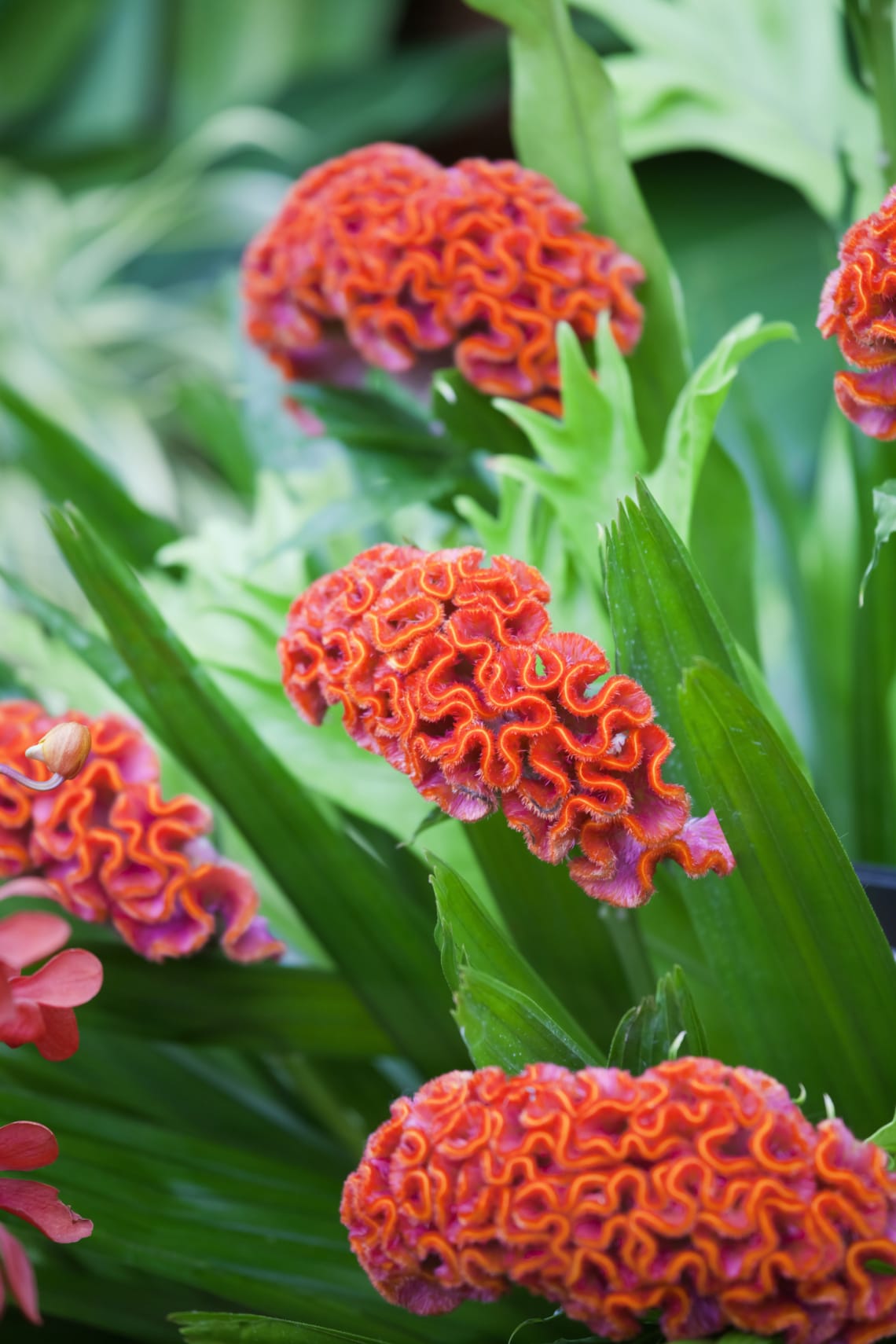 Ezüst celózia/kakastaréj (Celosia argentea)