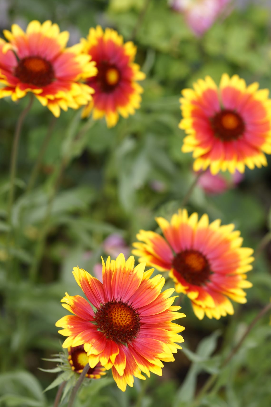 Kokárdavirág (Gaillardia)