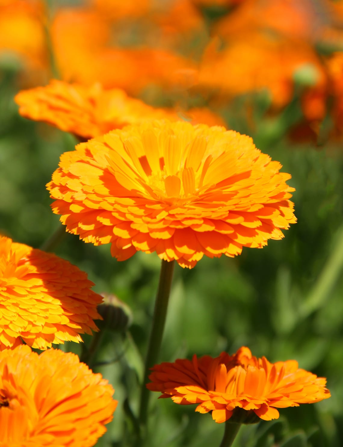 Orvosi körömvirág (Calendula officinalis)
