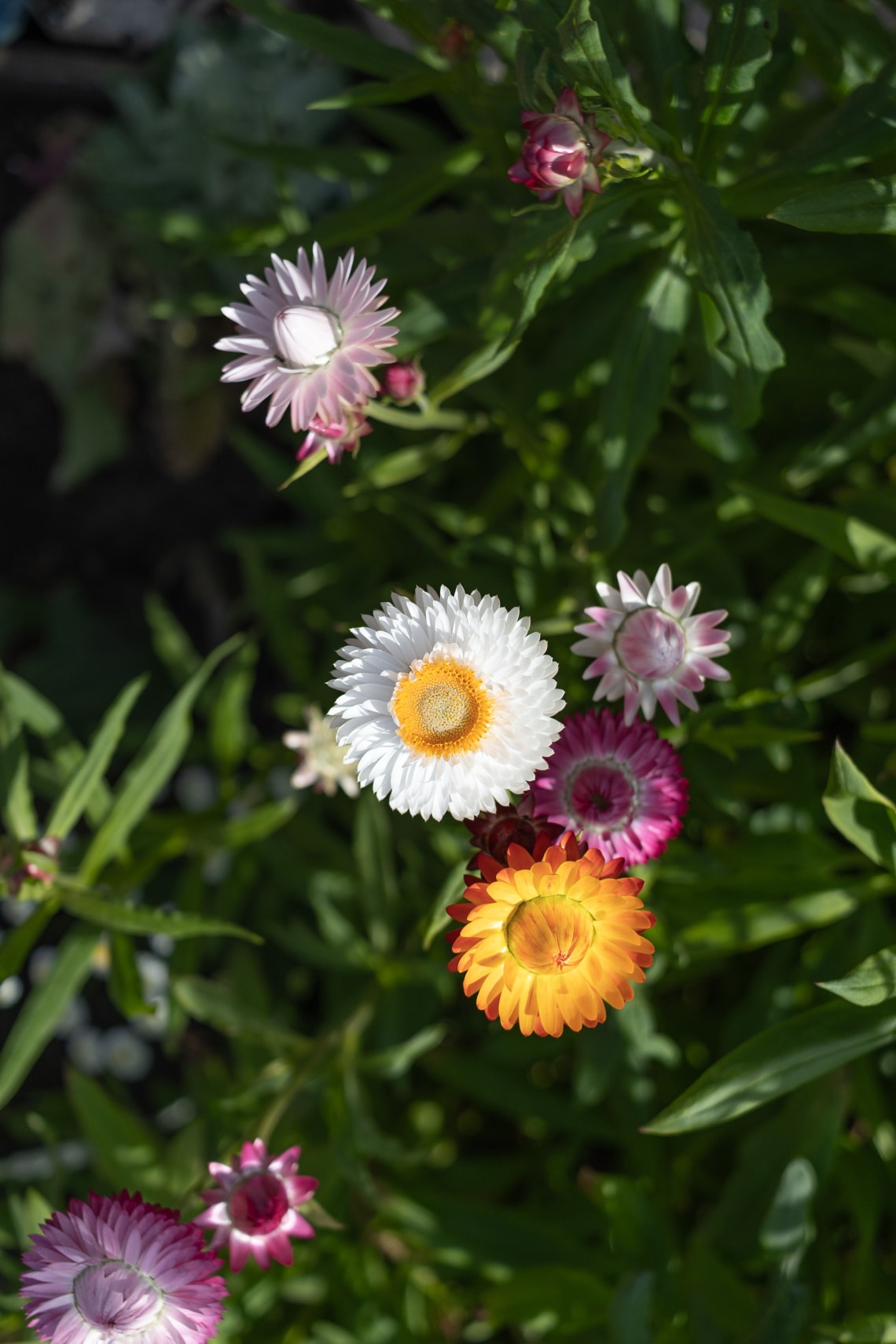 Szalmarózsa (Xerochrysum bracteatum)
