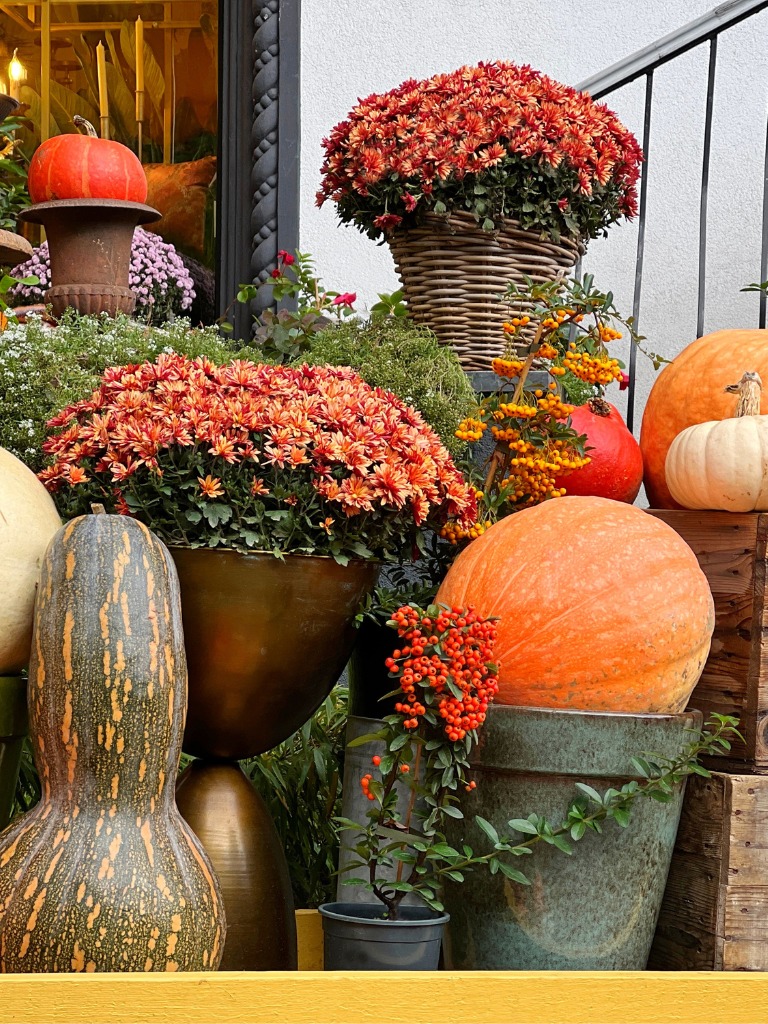 Krizantém (Chrysanthemum)