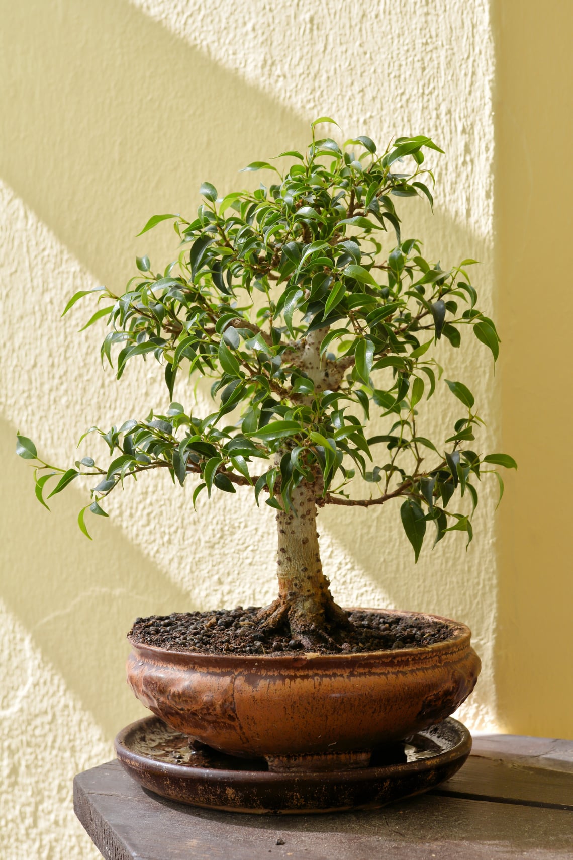 Bonsai