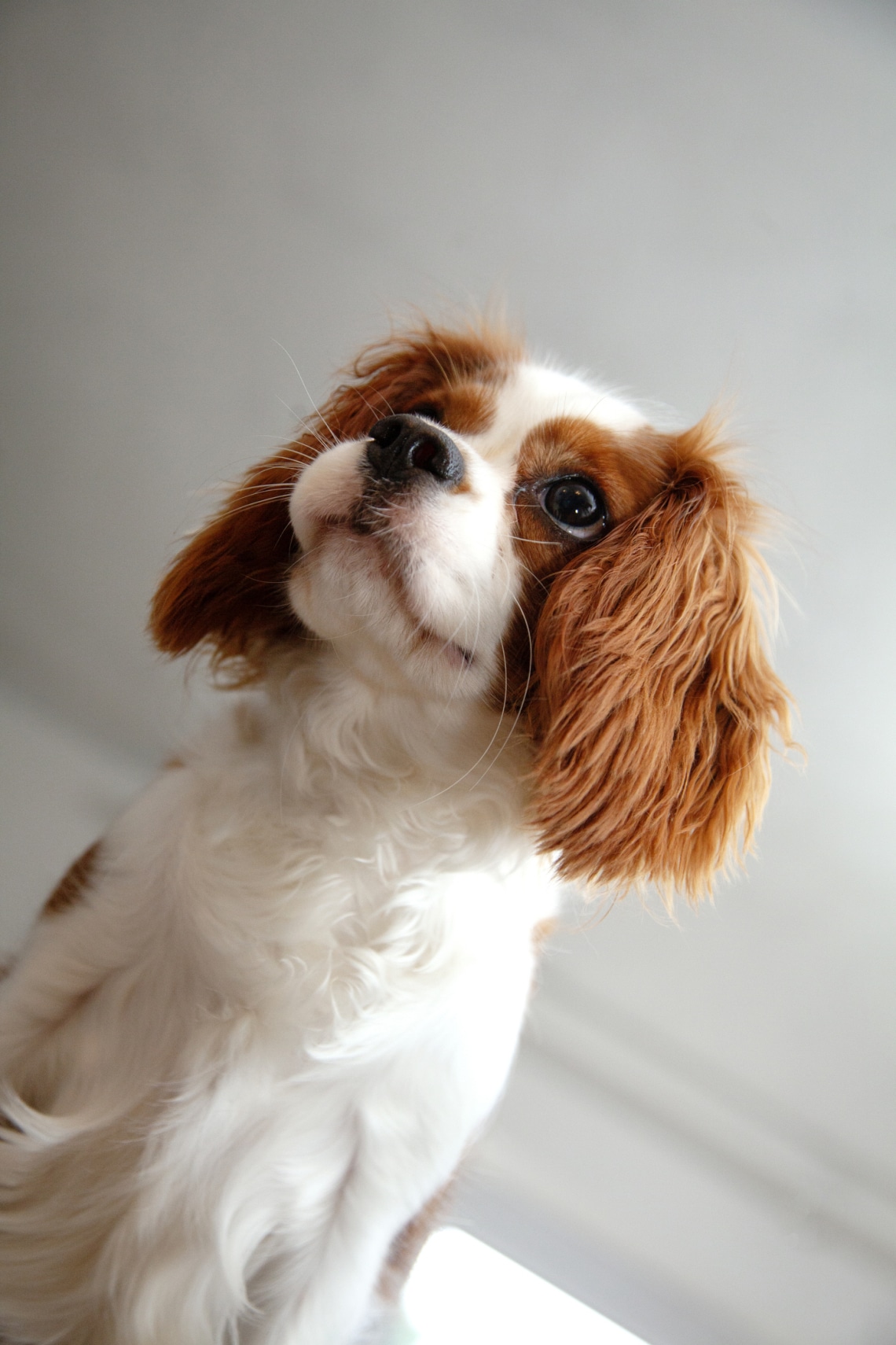 Cavalier King Charles spániel