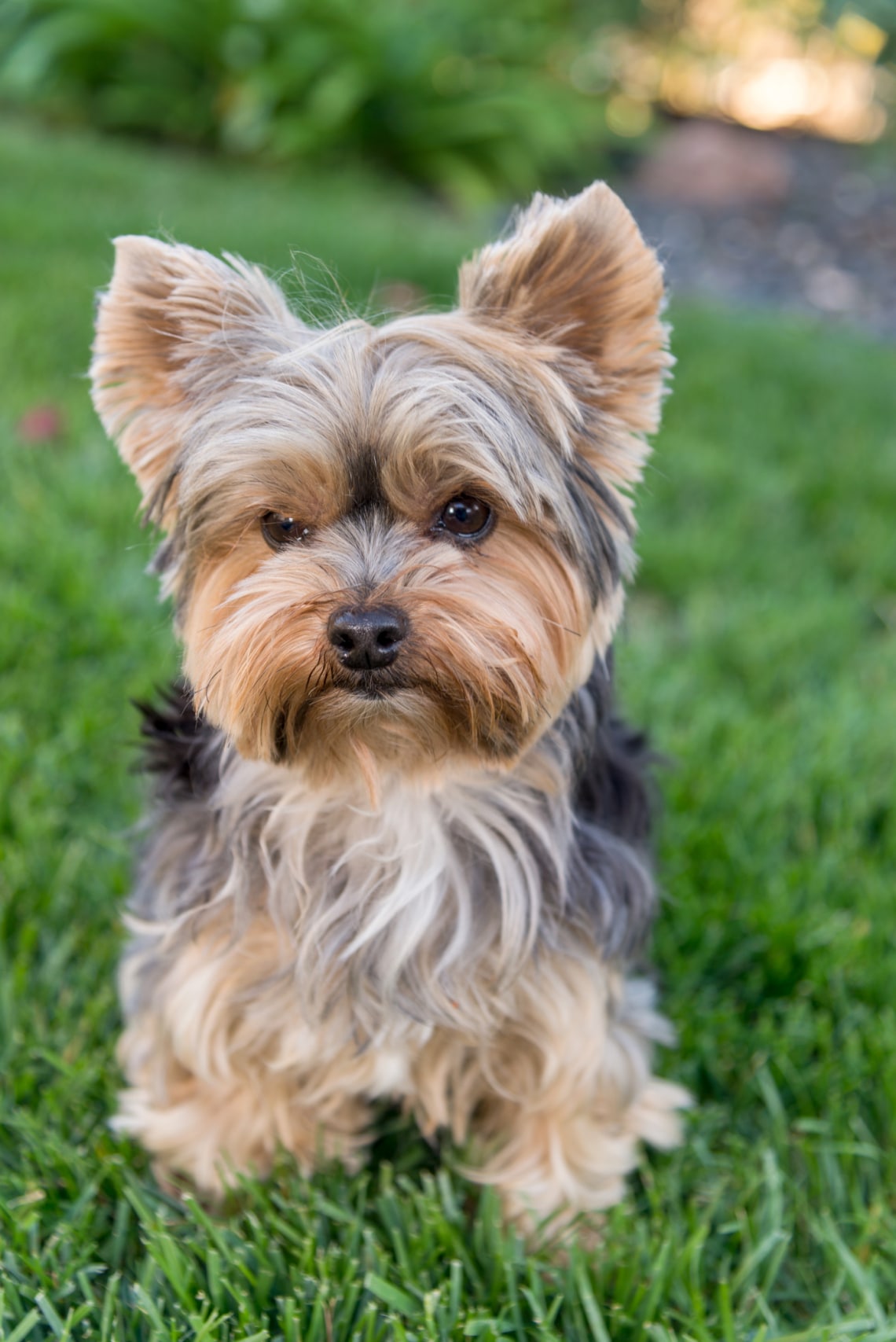 Yorkshire terrier